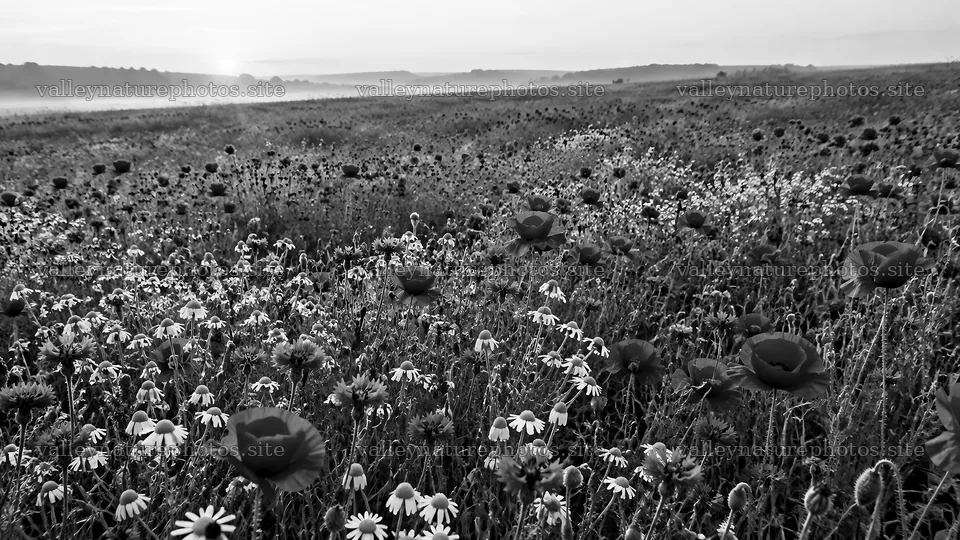 Wildflower Meadow in Morning Mist – nature photography 10324x5812